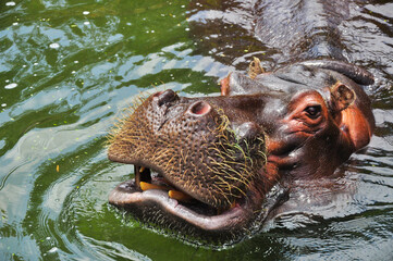 Portrait of a Hyppopotamus/Hippo swimming in the water (You can see the sharp teeth in the opened...