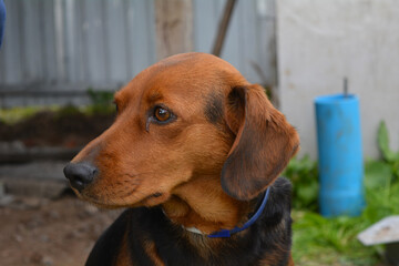 portrait of a dog