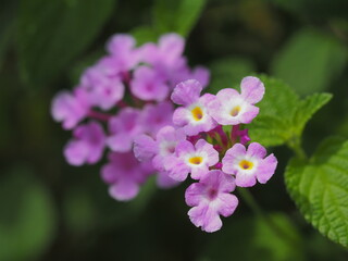 小葉のランタナの花