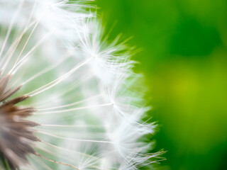 Selective focus on fragile fluffy white dandelion seeds. Fluffs are associated with dreaminess and lightness. Macrophoto. Heavily blurred abstract background. Copy space.
