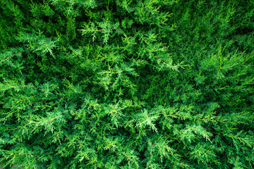 Textura naturaleza pinos