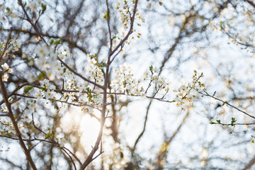 Branch of blossoming cherry tree with white flowers on blue sky background in sun rays light