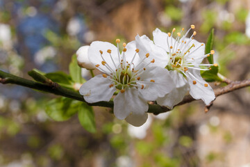 Branch of blossoming cherry tree with white flowers on blurry background in sun rays light