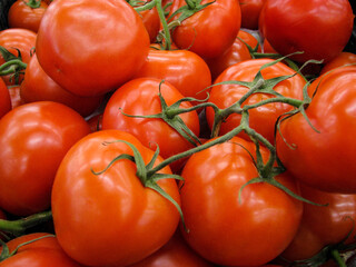 ripe red tomatoes. autumn harvest