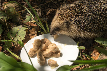European hedgehog (Erinaceus europaeus) eating cat food on a plate in a garden © irottlaender
