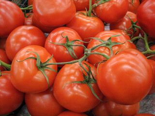 ripe red tomatoes in drawers on a shop window. autumn harvest