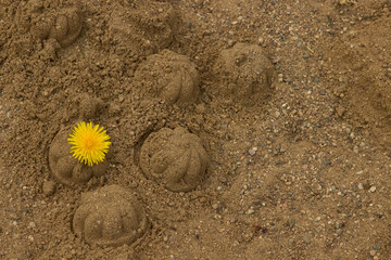 Fototapeta na wymiar Children's sandbox with wet yellow sand in the playground. Sand cakes with dandelion stuck in them.