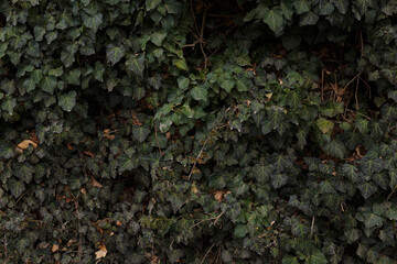 Natural background, foliage texture, leaves of evergreen ivy bush.