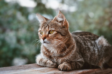 A beautiful cat is resting on the balcony and looking outside. Marble color.