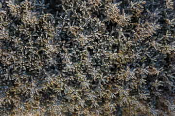 Texture of green bush with small foliage