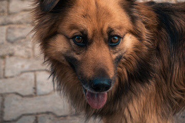 portrait of a german shepherd