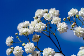 Gypsophila weiß