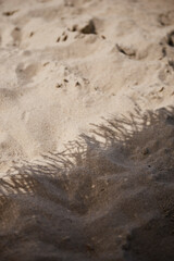 Shadow on the beach