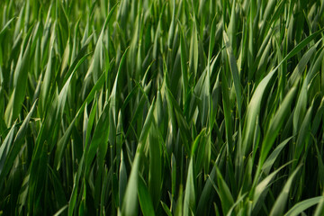 Fototapeta na wymiar green grass in the wind background