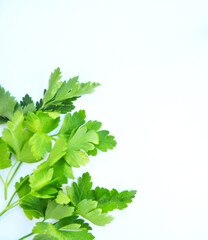 Green parsley on a white