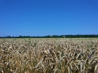 A wide field of ripe wheat under a blue sky