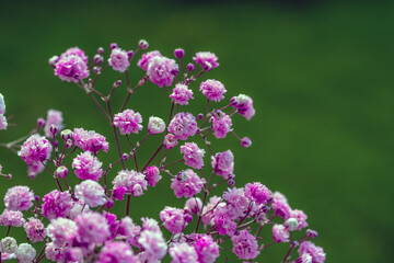 Fototapeta premium Gypsophila rosa