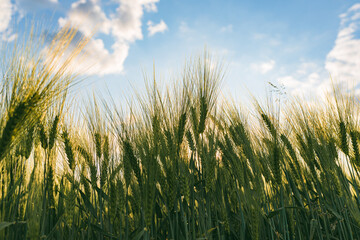 Obraz premium Green wheat on the field in spring. Selective focus, shallow DOF background.