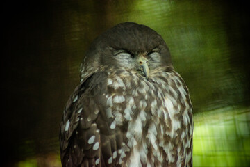 portrait of the owl