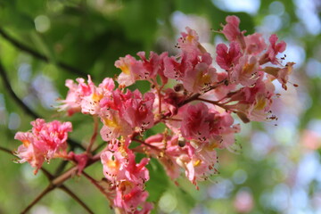 Pink flower blossoms