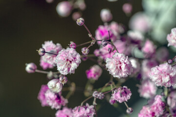Gypsophila rosa