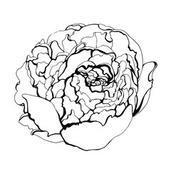Hand drawn beautiful peony. Leaner