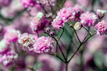 Gypsophila rosa