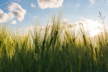 Green wheat on the field in spring. Selective focus, shallow DOF background.