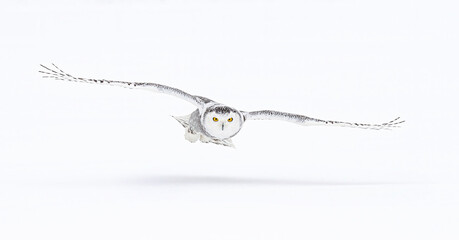 Snowy owl (Bubo scandiacus) isolated on white background hunting over a snow covered field in...