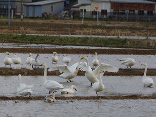 ようこそ冬の使者、白鳥が群れを成して今年も飛来