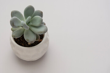 Succulent plant in pot over gray background with copy space. Modern work table top.