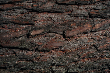 Bark texture background pattern crack old brown for design. Texture of bark wood use as natural background