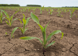 Drought in corn field in spring