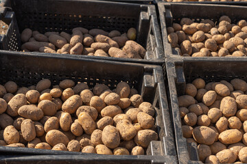 potato tubers are in black plastic boxes for planting