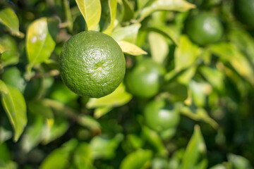Bush of lime. Fresh citrus fruits. Juicy green color. Organic foods for a healthy diet. Peel of ripe lime. Vitamin C content in foods. A generous harvest. Tequila appetizer. Fruit background.