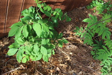 green plant in the garden