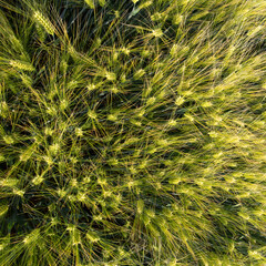 Green barley field shoot from drone