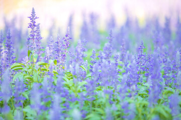 Obraz premium Beautiful soft focus or selective focus on purple or violet lavender flower meadow field on the garden.