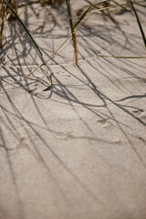 Plants by the sea