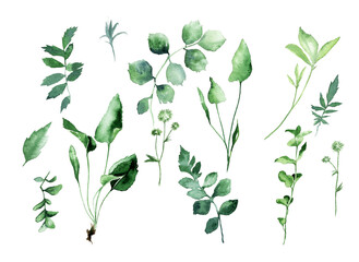 Watercolor set of forest herbs. Isolated images for pattern on white background