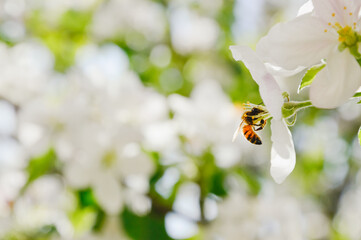 Bees collect nectar and pollen from a blooming apple.