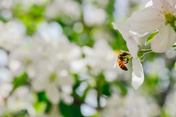 Bee on a flower, a bee on a cherry blossom, space for text