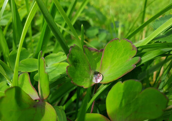 Fototapeta premium A drop of dew on the summer grass