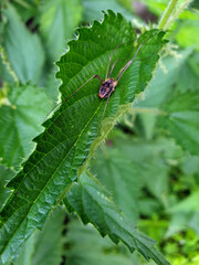 Close-up of a leaf with a fleeing spider