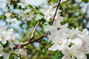 Honeybees collect nectar and pollen.