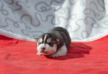 Photo of a black and white ceta blind husky puppy on a red plaid