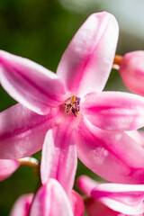 Naklejka na ściany i meble Pink hyacinth flower