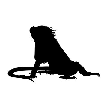 recommend clip art: iguana vector illustration