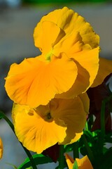 yellow pansy in the morning