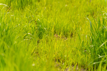 green grass texture. background of green grass with selective focus.